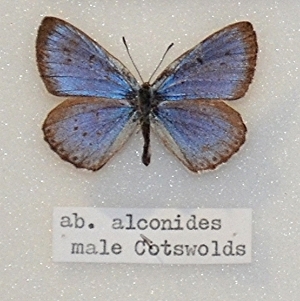 Maculinea arion eutyphron (ab pseudo-alcon, chamberlain 1908 = ab alconides aurivillus 1888) (Internet Image property of respective owner, non-commercial use only)